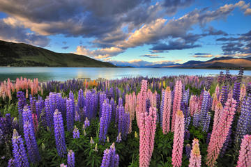 4-Day Great Southern Island Circle Tour from Christchurch