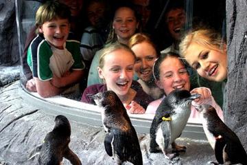 Akaroa Shore Excursion: Banks Peninsula, Christchurch City Tour and the International Antarctic Centre