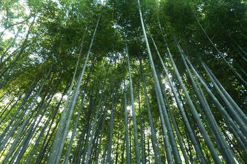 Bali Culture And Bamboo Forest Tour
