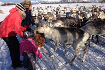 Reindeer Feeding, Lasso Throwing, and Sami Culture Tour Including Lunch from Tromso