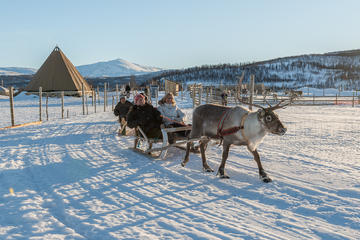 Reindeer Feeding, Sami Culture, and Short Reindeer Sledding Tour from Tromso