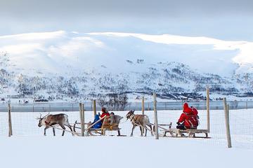 Reindeer Sledding, Feeding, and Sami Culture Tour from Tromso