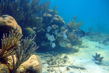 Tulum Ruins, Grand Cenote and Snorkeling Combo Tour from Playa del Carmen