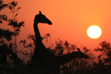 Afternoon Kruger National Park Safari