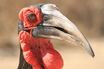 Full-Day Endangered Wildlife Tour from Hazyview