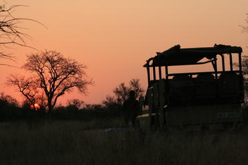 Morning Kruger National Park Safari