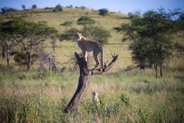 10-Day Serengeti Wildebeest Migration Safari from Arusha