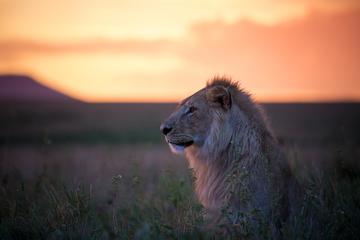 3-Day Authentic Tanzania Budget Safari from Arusha