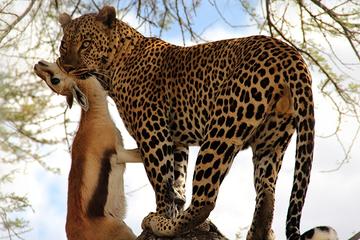 5-Day Tanzania Safari on a Budget from Arusha