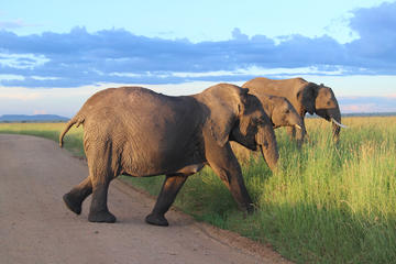 6-Day Best of Tanzania Budget Safari from Arusha