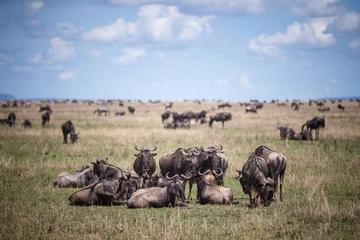 8-Day Great Wildebeest Calving Migration Safari from Arusha
