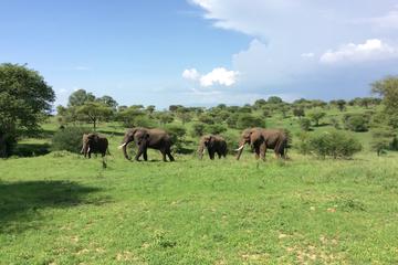 Multi-Day Tanzania Odssey Safari from Arusha