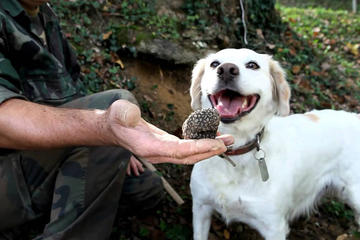 Barbaresco wine tour with truffle hunting
