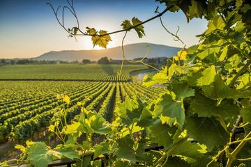 Sparkling Franciacorta Private Wine Tour with Lunch and Wineries Visit