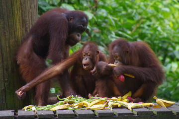 Full Day Sepilok Orang Utan, Bornean Sun Bear and Rainforest Discovery Centre Tour Including Local Lunch