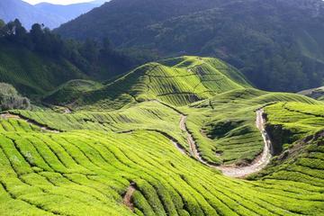 Private Cameron Highlands with Batu Caves from Kuala Lumpur