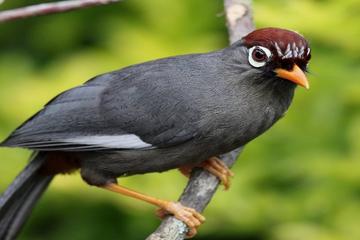Private Tour: Fraser's Hill Bird-Watching and Sightseeing from Kuala Lumpur