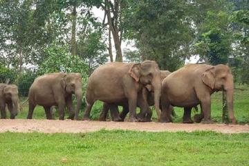 Private Tour: Kuala Gandah Elephant Sanctuary and Batu Caves Tour from Kuala Lumpur with Lunch