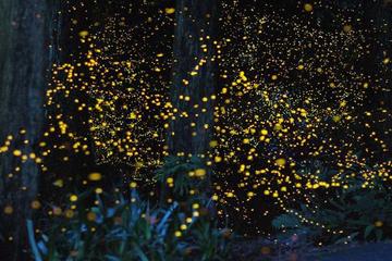 Private Tour: Kuala Selangor Fireflies River Ride Including Dinner from Kuala Lumpur