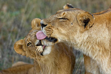 6-Day Kenya Safari Highlights from Nairobi