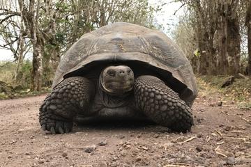 12-Day Galapagos Expedition on 4 Islands