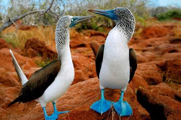 3-Day All Inclusive Classic Galapagos 2 Islands Hopping