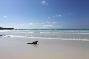 4- or 5-Day All Inclusive Galapagos Island Hopping Tour