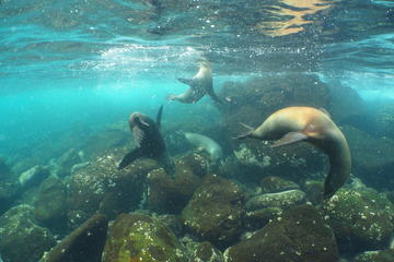 5 Day Classic Galapagos Island Hop