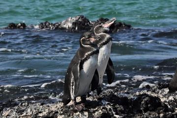 6-Day All Inclusive Galapagos Island Hopping