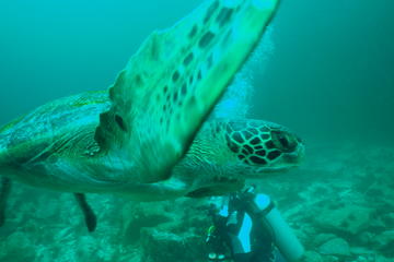 8-Days All Inclusive Galapagos Island Hopping