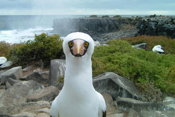 9-Day Galapagos Island Hopping and Quito Tour from Quito