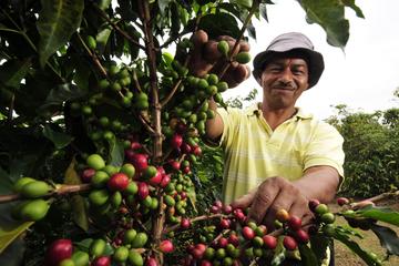 Coffee Farm Tour in Valle de Tenza