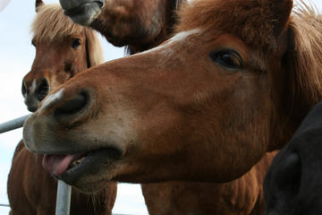 Paseo vikingo a caballo y recorrido básico a Gulfoss y Geysir desde...