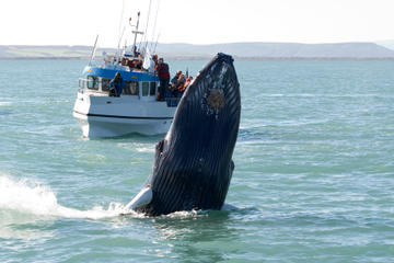 Whale Watching Tour from Reykjavik