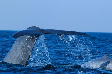 Mirissa Whale Watching (All-Inclusive Private Day Trip From Colombo)
