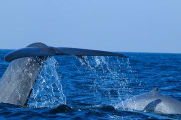 Mirissa Whale Watching ( Vehicle Only Private Day Trip From Colombo)