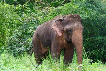 Sigiriya and Minneriya National Park (Vehicle Only Private Day Trip From Colombo)