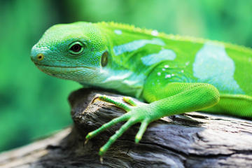 Sinharaja Rain Forest Walk and Bird Watching ( Vehicle Only Private Day Trip From Colombo)