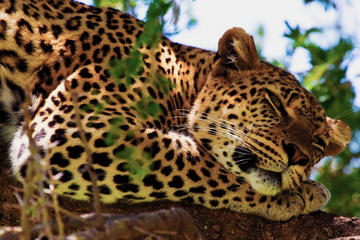 Yala Safari Experience
