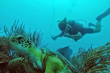 Discover Scuba Diving in Fajardo