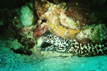 Two Tank Dive in the Fajardo Islands