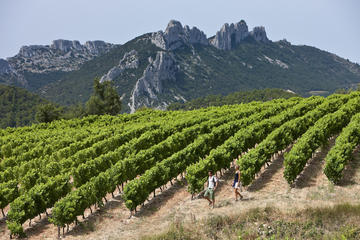 Private Guided Walking Tour Through the Vines of Chateauneuf du Pape from Avignon