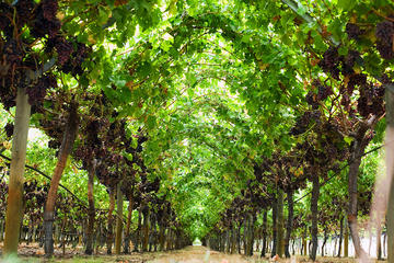 Private Swan Valley Wine Day Trip from Perth