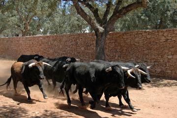Malaga Shore Excursion: Andalusian Horse Farm and Ronda