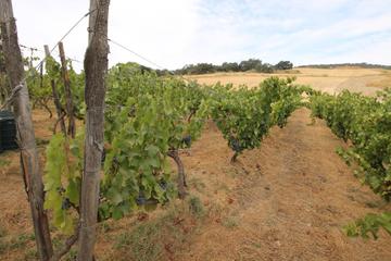 Malaga Shore Excursion: Private Winery Tour with Wine Tasting and Tapas in Ronda