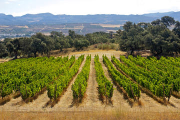 Private Wine Tasting and Tapas in Winery Including a Visit to Ronda city