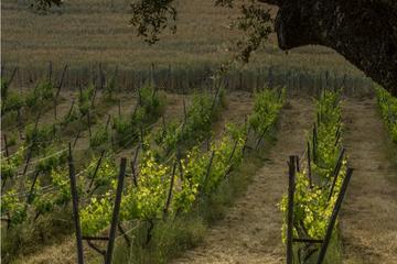 Ronda Region Winery Private Tour with Wine and Tapas Tastings from Marbella