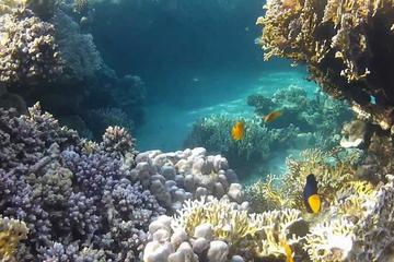 Full-Day Snorkeling Tour to Utopia Island from Luxor