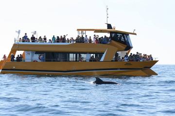 3-hour Algarve Coast Dolphin Watching Catamaran Cruise from Albufeira