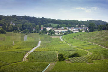 Champagne Region Private Day Trip from Paris